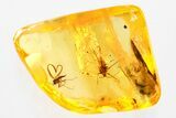 Fossil Aphid and Dark-Winged Fungus Gnat In Baltic Amber #372613-1